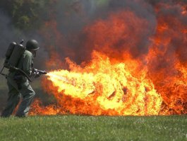 Казахстан атаковали ядовитые пауки "Каракурты" (чёрная вдова)