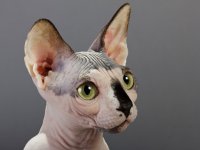 Монстры мастера Nonhuman 