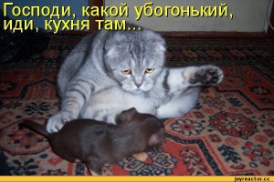 Одна из самых милых собак мира