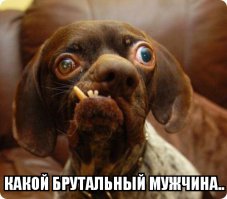 Пес Квазимодо - самая уродливая собака в мире