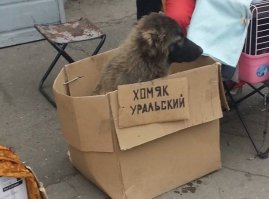 Самые смешные объявления о продаже животных на Авито  