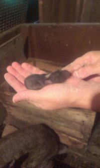 птенец, только что вылупился из куриного яйца и маленькие кролики