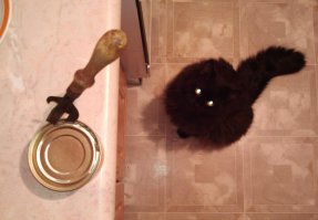 Братья наши меньшие, которые очень хотят кушать