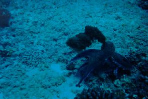 Про осминога забыли, он же чернила выпускает при опастности