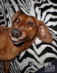 автор ты наверное последний хрен без хлеба доедаешь ?  реально кем надо быть чтоб из за 10 рублей вот так вляпаться................ ???????
мошенничество чистой воды, а цена 2 рубля ? 
Статья 159. Мошенничество 

1. Мошенничество, то есть хищение чужого имущества или приобретение права на чужое имущество путем обмана или злоупотребления доверием, -
наказывается штрафом в размере до ста двадцати тысяч рублей или в размере заработной платы или иного дохода осужденного за период до одного года, либо обязательными работами на срок до ста восьмидесяти часов, либо исправительными работами на срок до одного года, либо арестом на срок до четырех месяцев, либо лишением свободы на срок до двух лет.
2. Мошенничество, совершенное группой лиц по предварительному сговору, а равно с причинением значительного ущерба гражданину, -
наказывается штрафом в размере до трехсот тысяч рублей или в размере заработной платы или иного дохода осужденного за период до двух лет, либо обязательными работами на срок от ста восьмидесяти до двухсот сорока часов, либо исправительными работами на срок до двух лет, либо лишением свободы на срок до пяти лет.
3. Мошенничество, совершенное лицом с использованием своего служебного положения, а равно в крупном размере, -
наказывается штрафом в размере от ста тысяч до пятисот тысяч рублей или в размере заработной платы или иного дохода осужденного за период от одного года до трех лет либо лишением свободы на срок до шести лет со штрафом в размере до десяти тысяч рублей или в размере заработной платы или иного дохода осужденного за период до одного месяца либо без такового.
4. Мошенничество, совершенное организованной группой либо в особо крупном размере, -
наказывается лишением свободы на срок до десяти лет со штрафом в размере до одного миллиона рублей или в размере заработной платы или иного дохода осужденного за период до трех лет либо без такового.