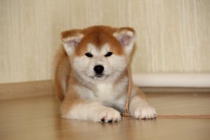 Шпицы они такие шпицы....

P.S. Только беда - не люблю маленьких собак, поэтому вот... Большой шпиц)))