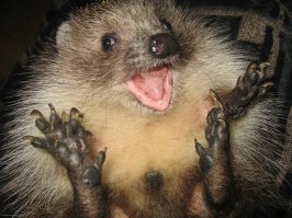 Ёжиков обожания пост