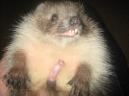 Ёжиков обожания пост