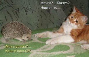Ёжиков обожания пост