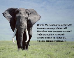 Спрятаться или убежать – не наш метод 