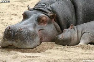 28 животных, которых вы вряд ли видели новорождёнными