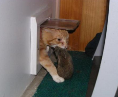 Этот кот , при нападении , кролика знает что делать .