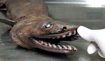 Надо идею запатентовать: дорожное покрытие не допускающее движения в обратном направлении.
Как зубы у многих хищников: