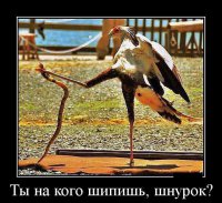 Никто не смеет обижать маленького дорожного бегуна. Никто