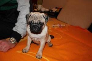 вот вам живой мопс для сравнения)