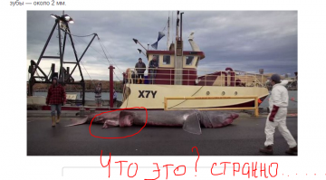 В Австралии случайно поймали редкую гигантскую акулу