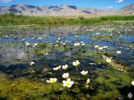 Болота тоже могут быть красивыми