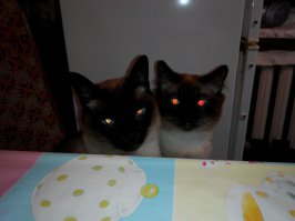 Нескончаемые эпизоды))))
Это я еще не заснял как они пакет с мукой порвали и по всей кухне развезли)))