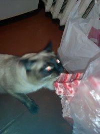 Нескончаемые эпизоды))))
Это я еще не заснял как они пакет с мукой порвали и по всей кухне развезли)))