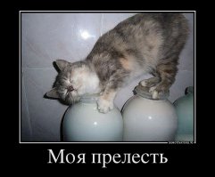 Братья наши меньшие, которые очень хотят кушать