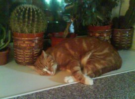 Муж лично купил этот кактус, назвал его  ТЕЩИН ПУФИК и сам его поливает, холит и лелеет. На кота не обращайте внимания, нет другой фотки кактуса.