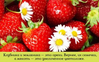 Ягоды нашего лета 