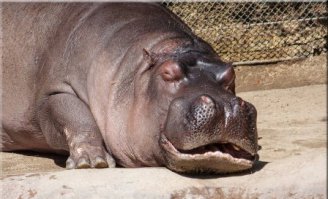 Спят усталые зверушки