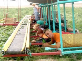 Десять причин начать есть огурцы каждый день