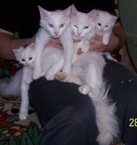 37 самых милых детенышей животных 2014 года