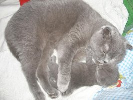 Моя Персефона была очень заботливой мамочкой, не смотря на трудные роды