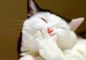 Чего за хрень?