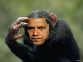 Google разжигает: Приложение «Google Фото» принимает негров за горилл