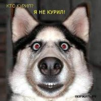 Собака мешает хозяину наслаждаться отдыхом
