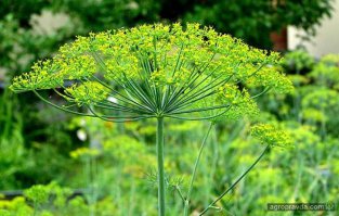 Нужен укроп в виде зонтиков. Цветы или семена. А простые веточки ничего не дадут!!!