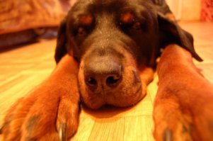 Мой собакин , добрейшей души была