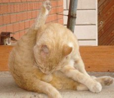 Котэ должен был яйца полизать, для экшена.