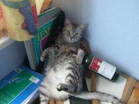 Им поможет "Синикот"