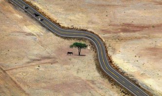 это тупизм. на торможении и разгоне в том месте, нанесется куда больший вред природе ( дополнительные выхлопные газы, истирание шин, возможные аварии) чем возможная польза от ОДНОГО дерева...