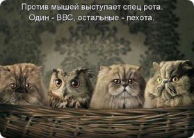 Котенок и совенок