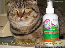 Прикольные картинки с надписями