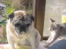 Коты, которые показали собакам, кто в доме хозяин