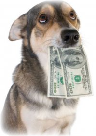 Питомцы, которые не могут дождаться обеда