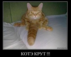 Коты, которые показали собакам, кто в доме хозяин