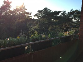 А вот вид из моего окна. По мне... так ничуть не хуже. И птички поют... а утром я бы сказала, орут...