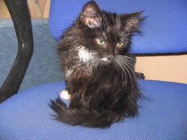 Коты и водные процедуры