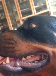 Моя Кируша. Собака не проблемная,коммуникабельная,игривая. Дрессируется хорошо. Умная. Только когда радуется с ног сшибает, безудержное счастье при встече с домашними. Лапы сразу две дать хочет и смешно падает. В анамнезе сожранный конверт с деньгами(с конфетами лежал) и кабель интернета. Где-то к 7 месяцам поняла улицу и перестала грызть вещи. Очень позитивная собака.