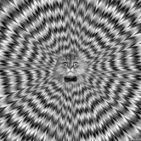 Оптическая иллюзия из-за специфического ландшафта, законы физики никто не отменял, но посмотреть интересно. Кстати, это довольно старая новость.