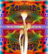 Странный вопрос, что посмотреть в Голландии? После грибов можно всякое посмотреть.