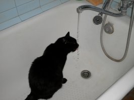 28 причин любить черных котов 