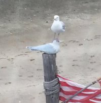 По-ходу им настолько наплевать,что они перестали быть людьми